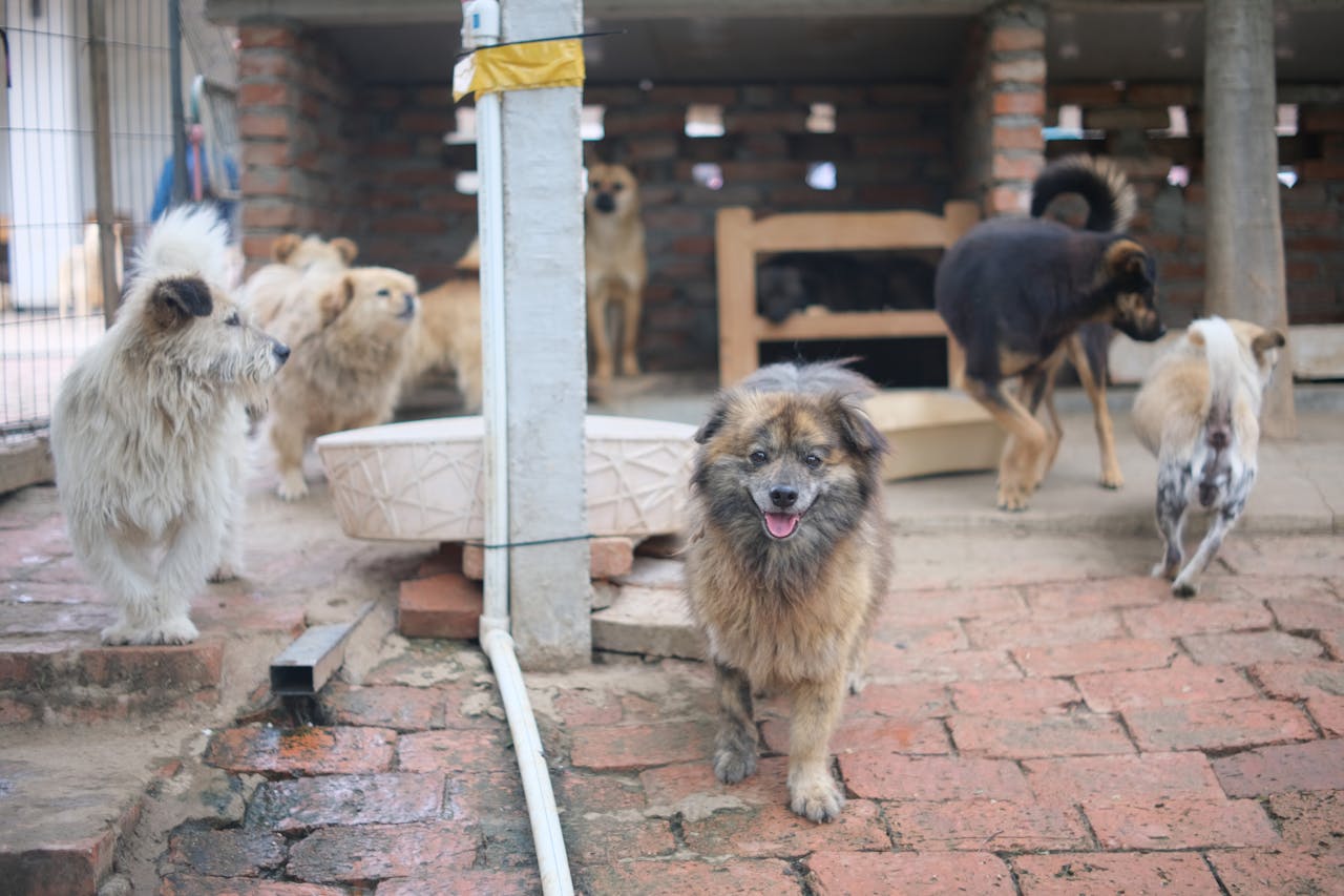 A group of dogs at an animal shelter on a brick pavement, ready for adoption.