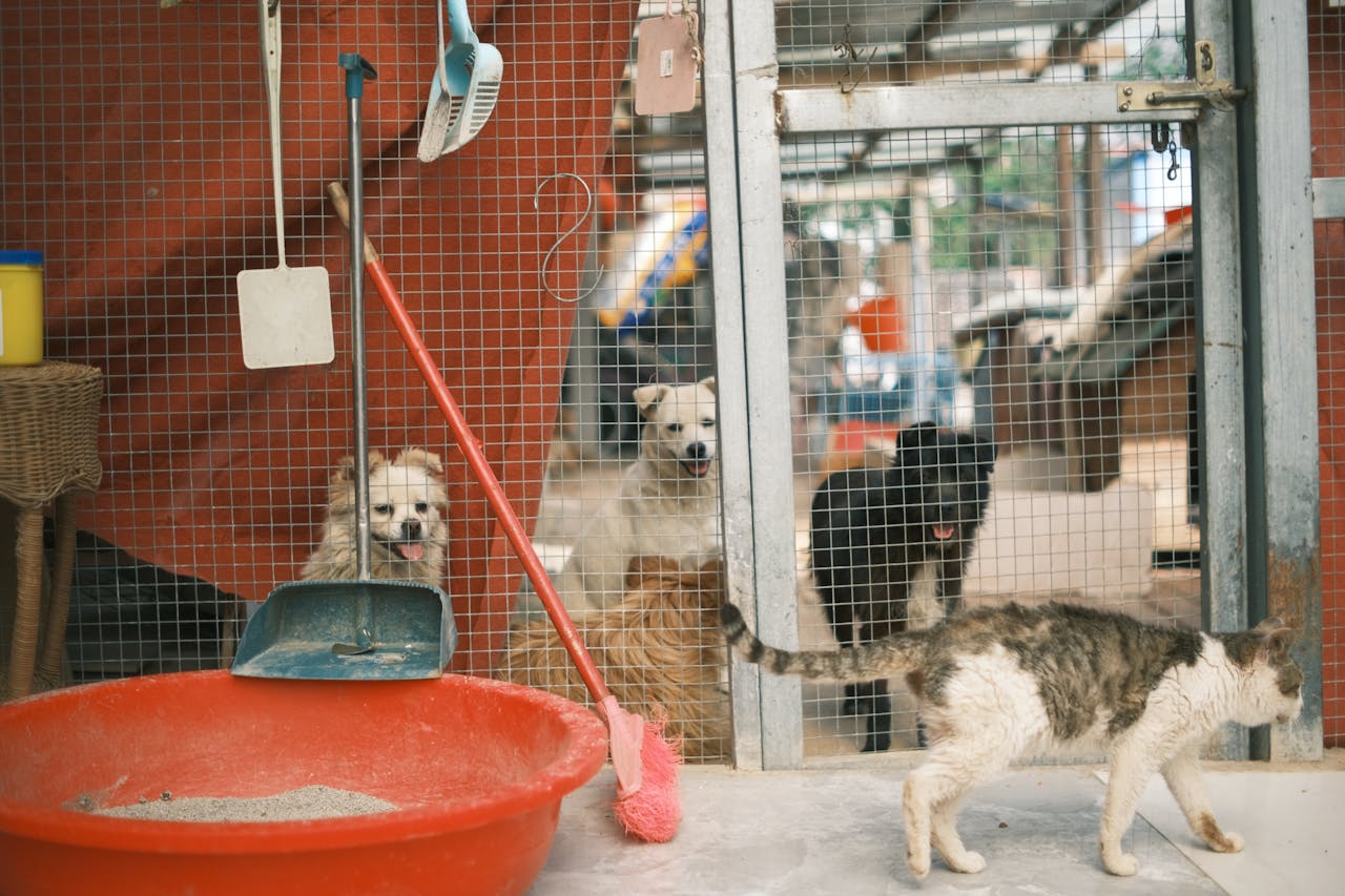 A heartwarming scene of dogs and a cat in a shelter environment with cages.