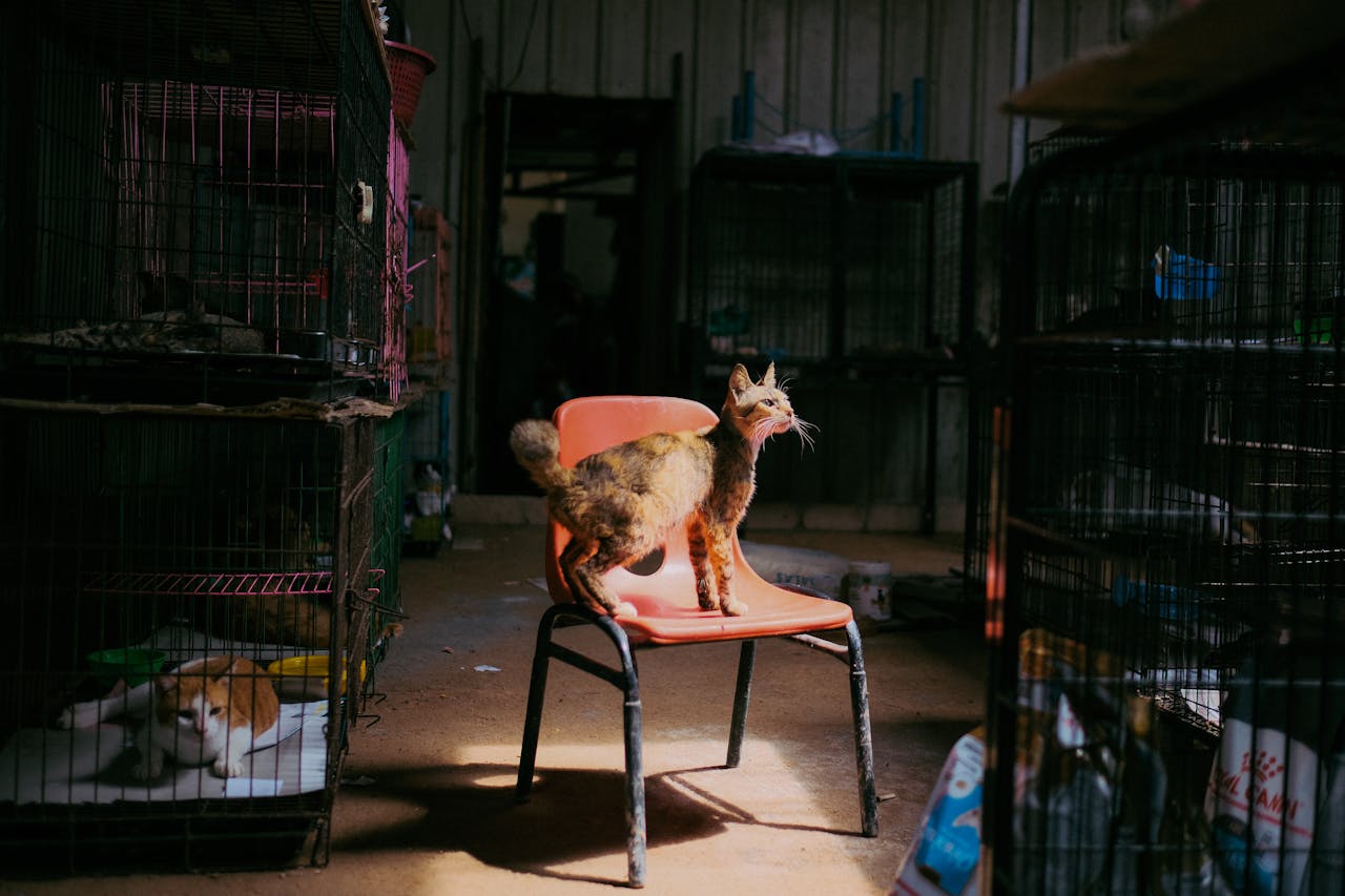 A cat stands on a chair surrounded by cages in an animal shelter, captured during the day.